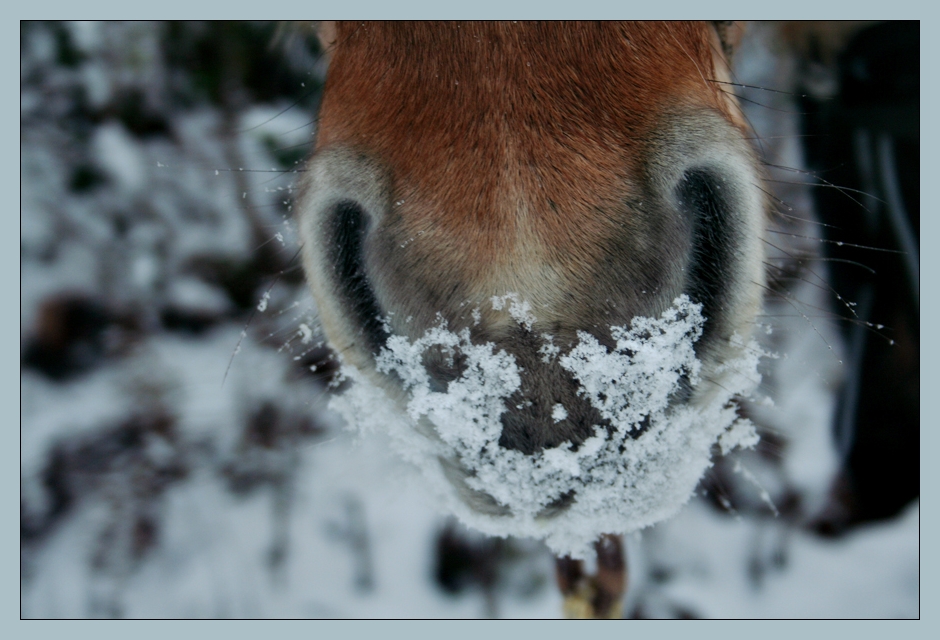 Schneeschnuffel