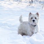 Schneeschnute