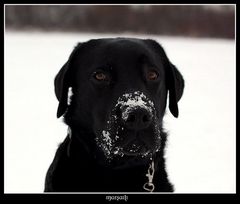 Schneeschnute