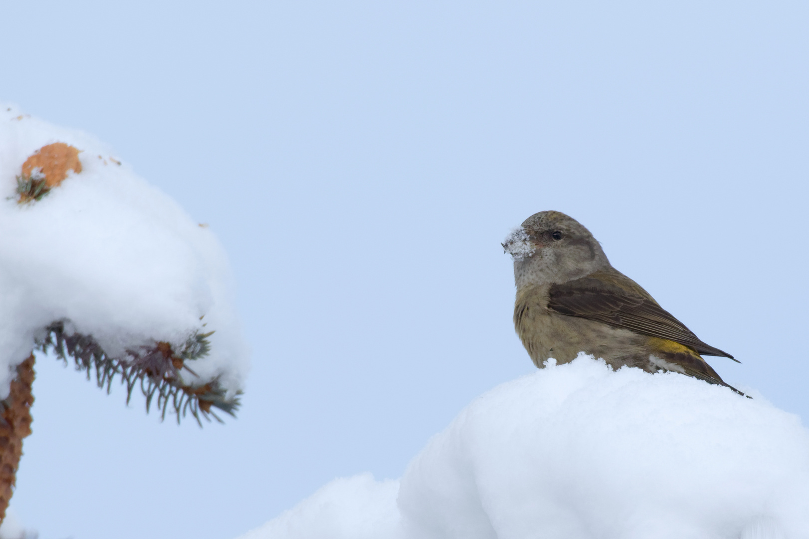 Schneeschnute - Fichtenkreuzschnabel , Weibchen 