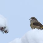 Schneeschnute - Fichtenkreuzschnabel , Weibchen 