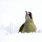 Schneeschnute - Grünspecht - Weibchen, Picus viridis