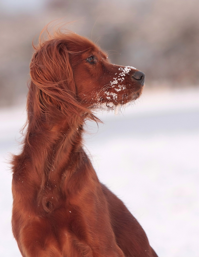 *Schneeschnutensetter - Vol. 2*