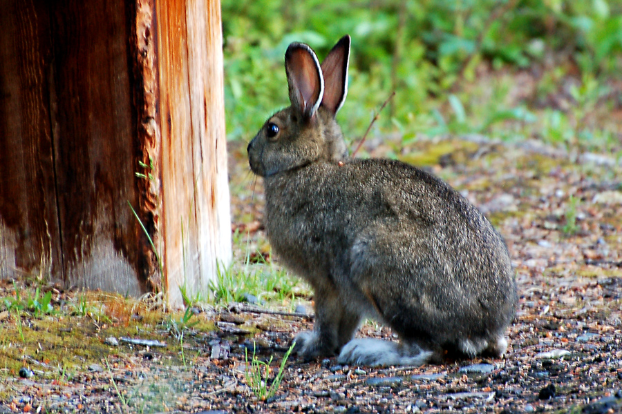 Schneeschuhhase - Snowshoe Hare (Lepus americanus)?