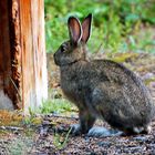 Schneeschuhhase - Snowshoe Hare (Lepus americanus)?