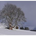 Schneeschuhtour Ölberg - 4