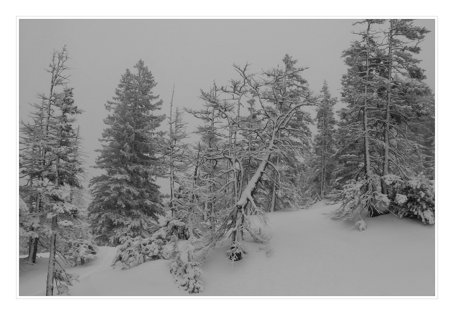 Schneeschuhwandern Arvenbühl Vorder-Höhi.