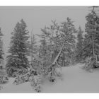 Schneeschuhwandern Arvenbühl Vorder-Höhi.