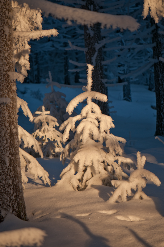 Schneeschuhwandern im Böhmerwald