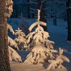 Schneeschuhwandern im Böhmerwald