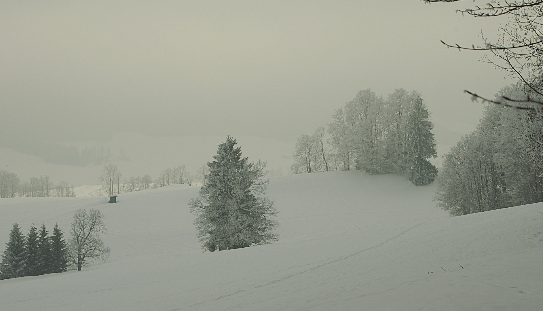 Schneeschuhwanderung raus in die Natur