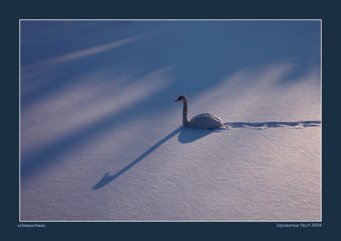 schneeschwan