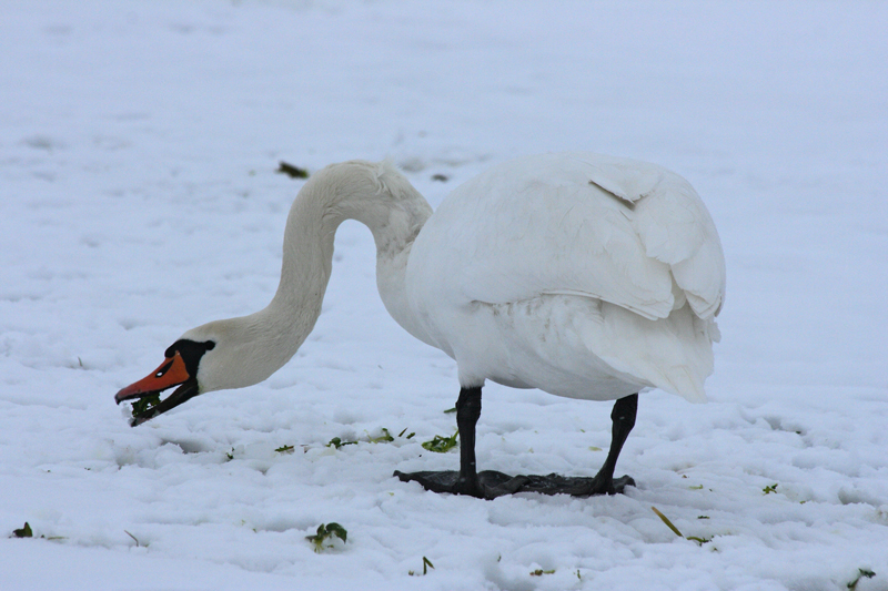 Schneeschwan