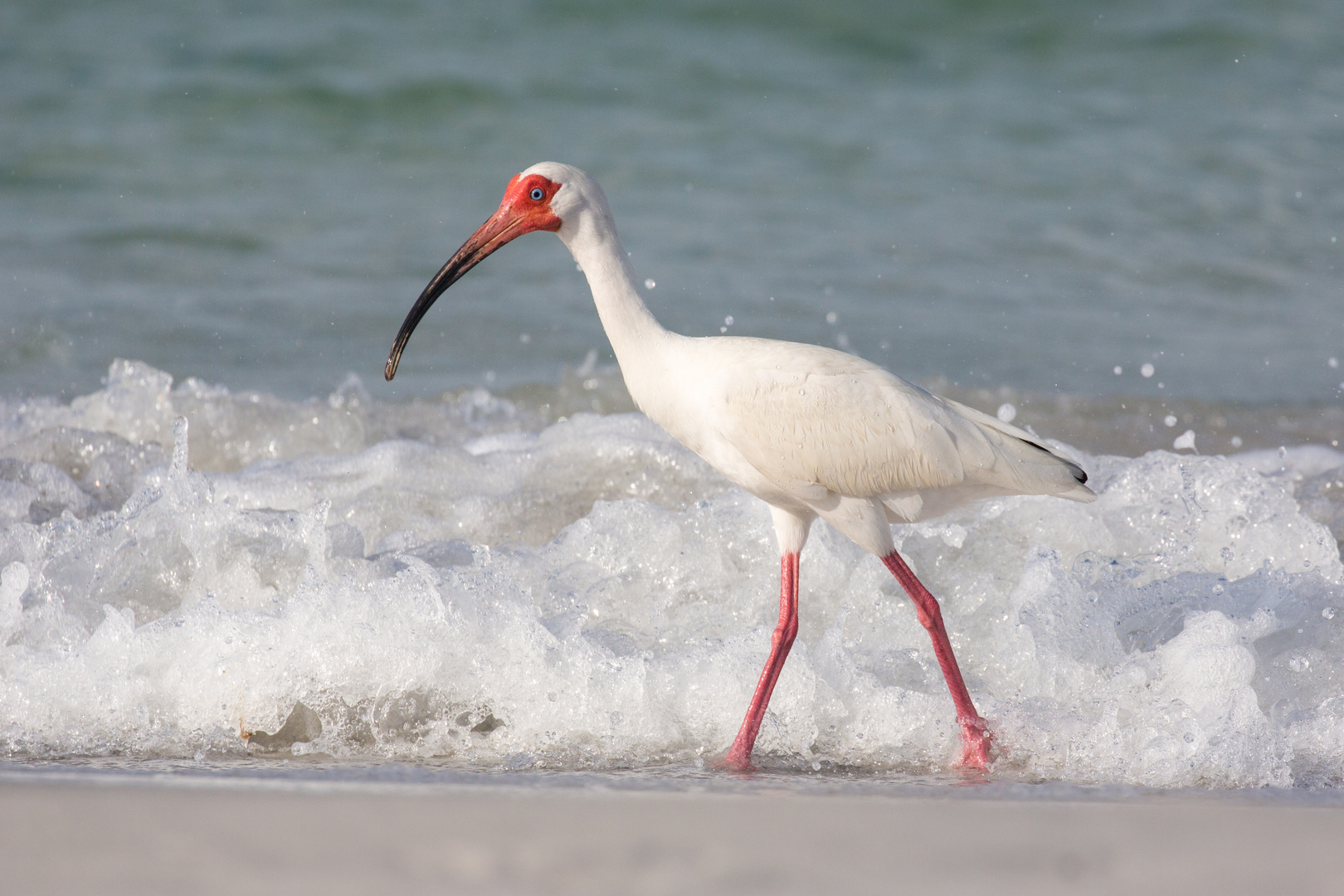 Schneesichler (Eudocimus albus)