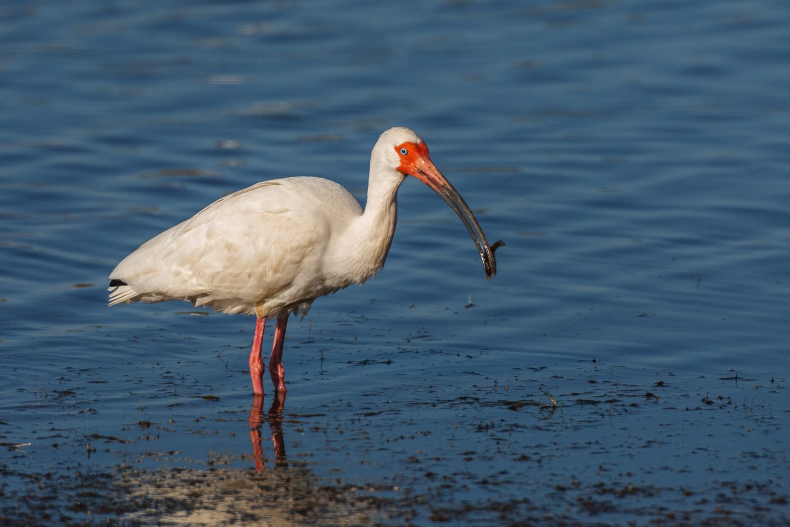 Schneesichler (Eudocimus albus)