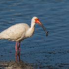 Schneesichler (Eudocimus albus)