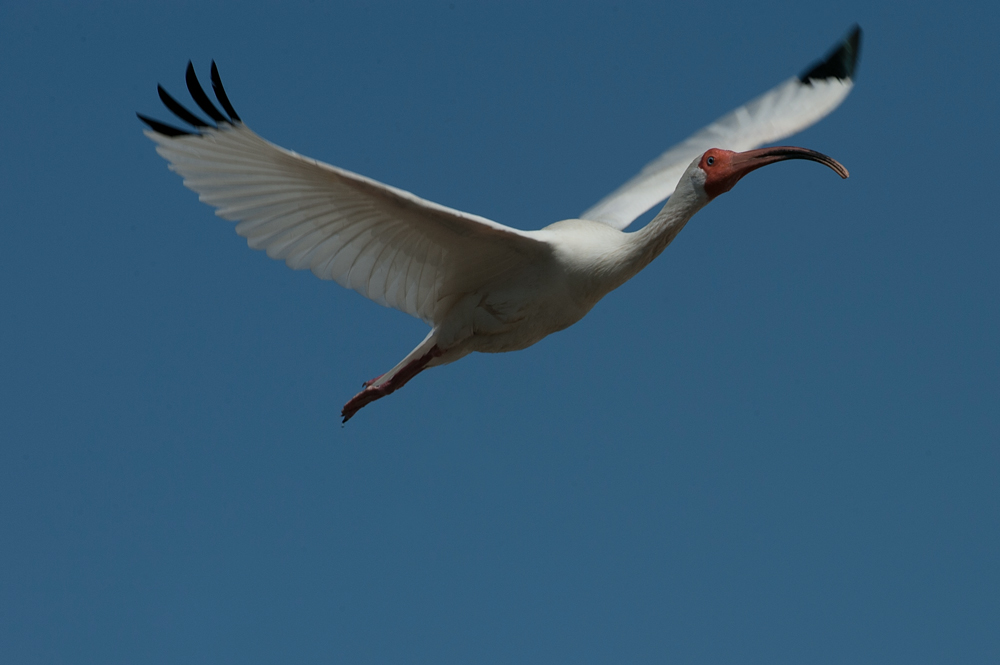 Schneesichler im Flug