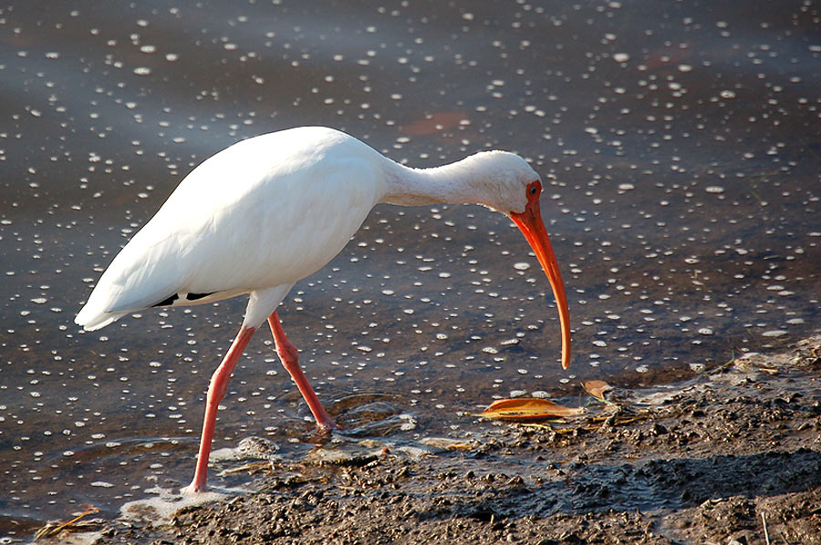 Schneesichler - White Ibis (Eudocimus albus) ...