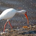 Schneesichler - White Ibis (Eudocimus albus) ...