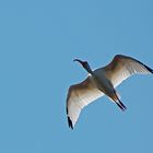 Schneesichler - White Ibis (Eudocimus albus) ...