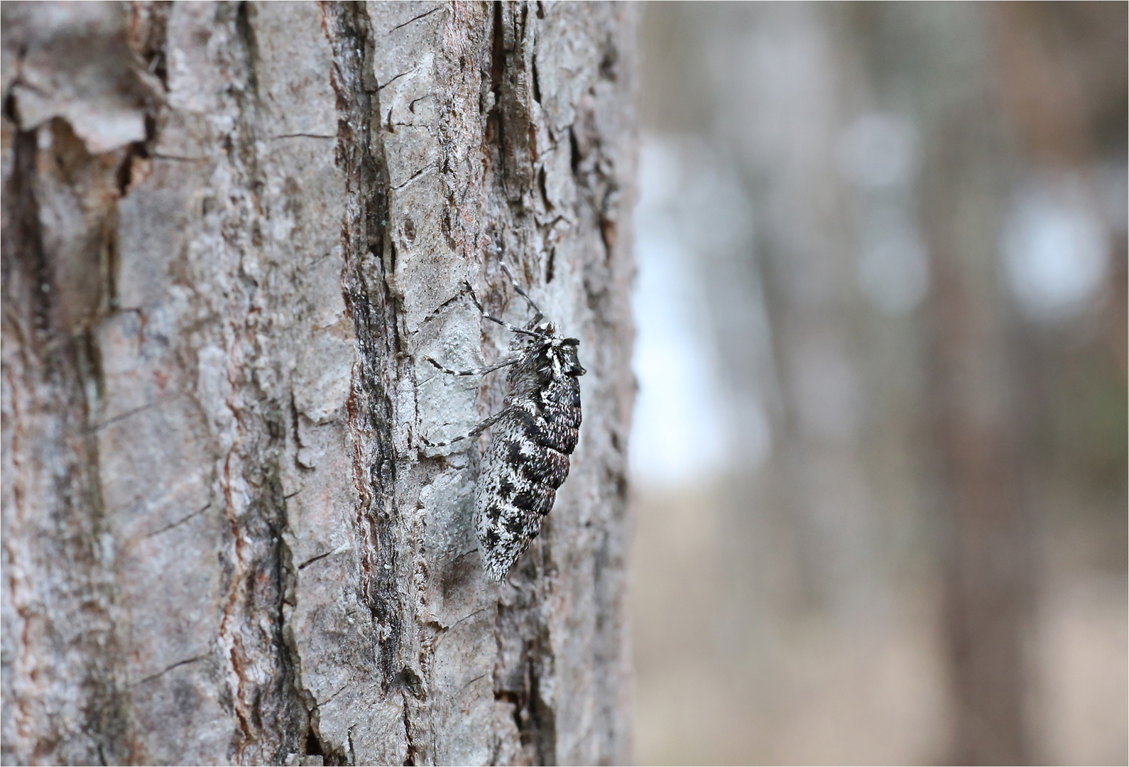 Schneespanner (Phigalia pilosaria)