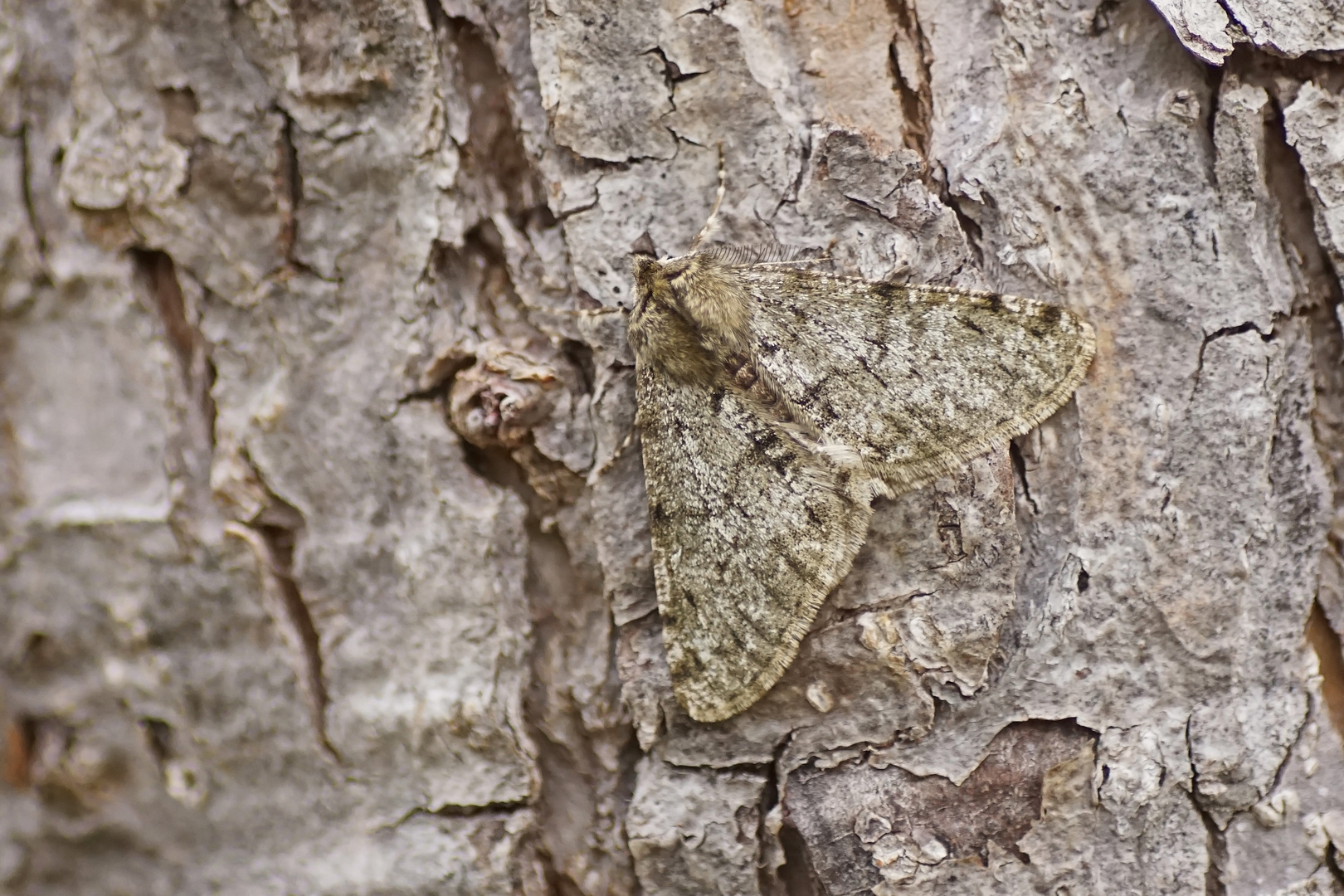 Schneespanner (Phigalia pilosaria), Männchen