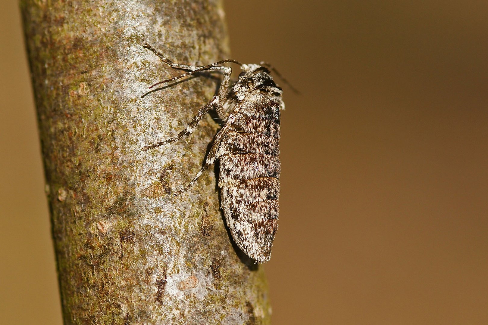 Schneespanner (Phigalia pilosaria), Weibchen