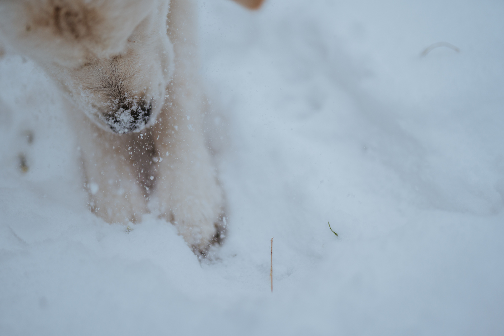 Schneespaß