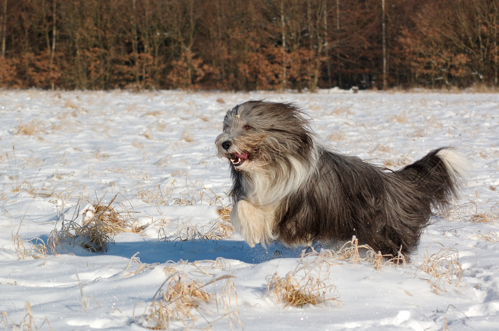 Schneespaß