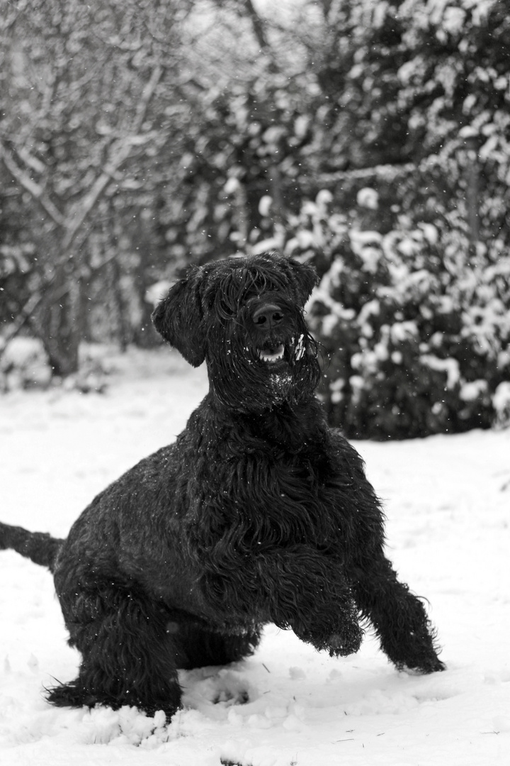 Schneespaß!