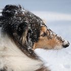 Schneespaß mit meinem Hund 2