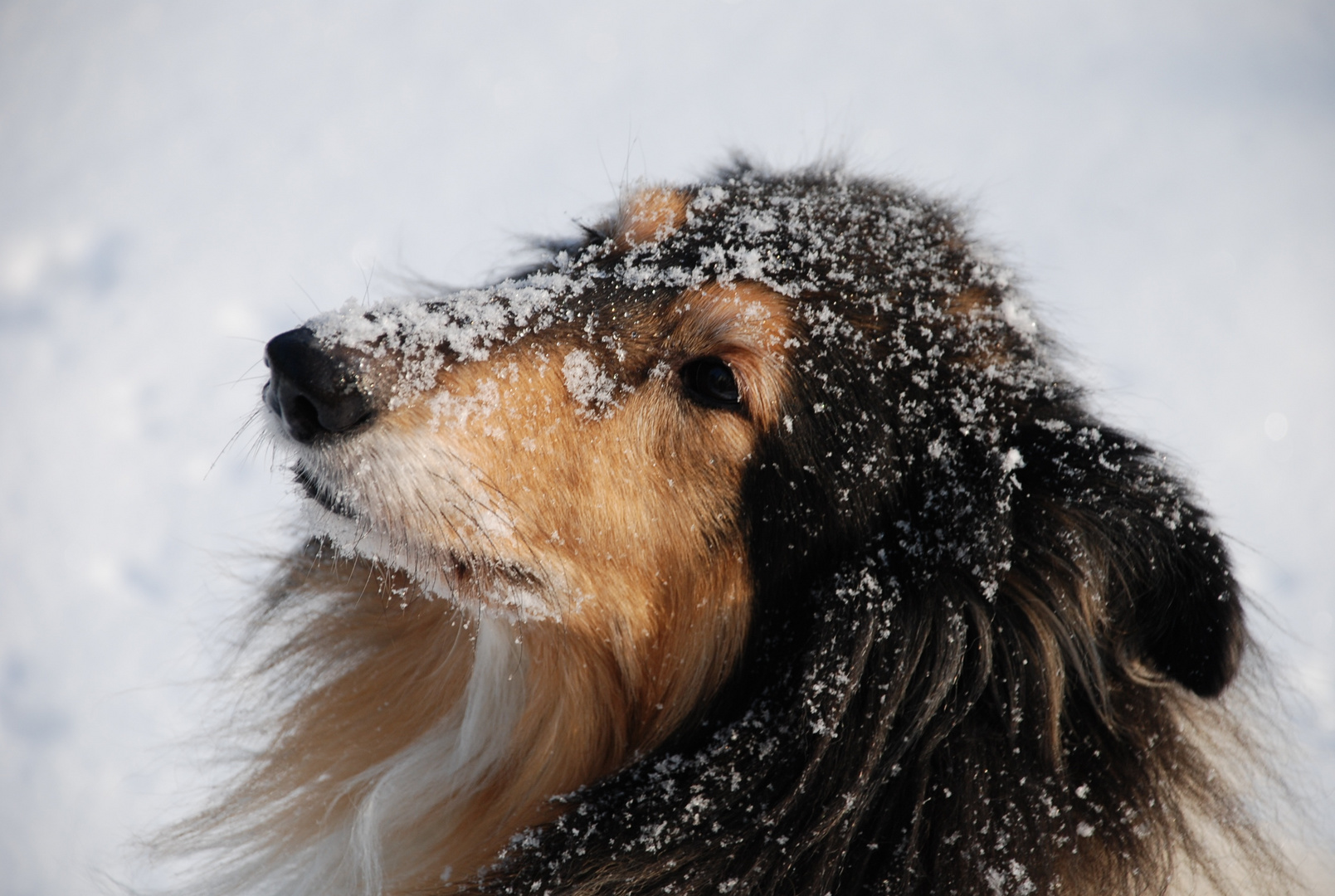 Schneespaß mit meinem Hund