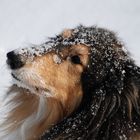 Schneespaß mit meinem Hund