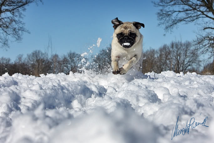 Schneespaß mit Mops