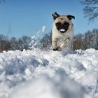 Schneespaß mit Mops