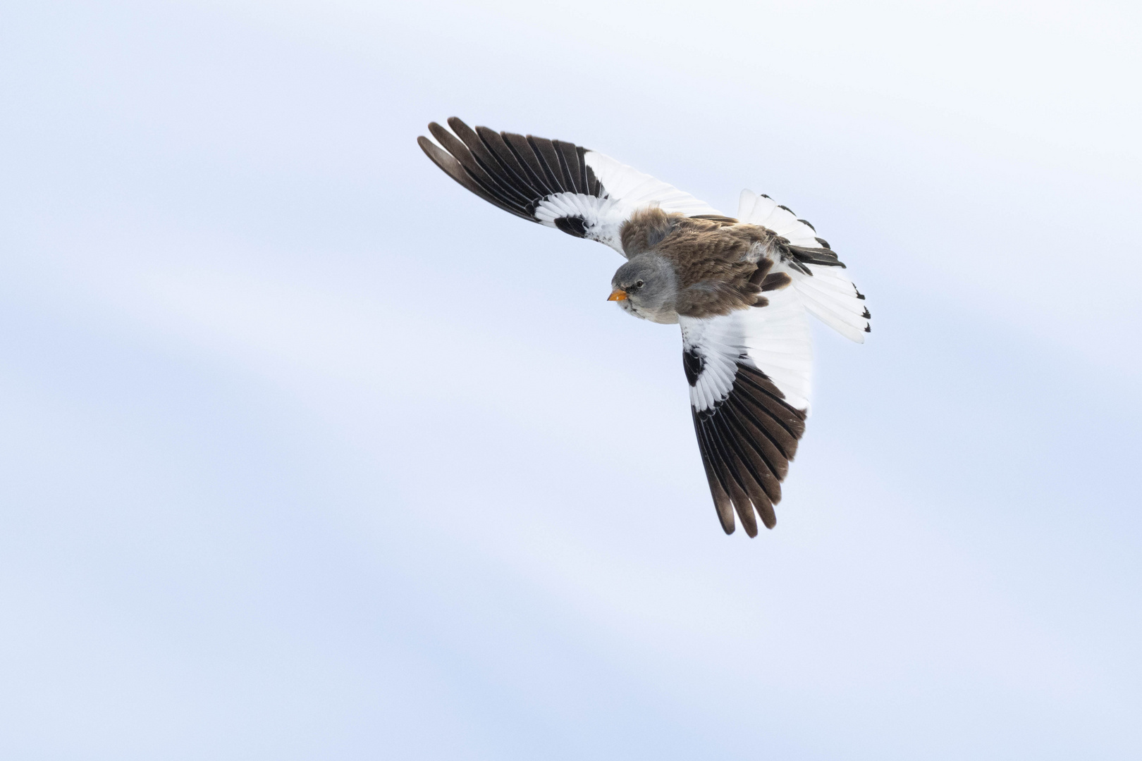 Schneespatz im Flug, Februar 2024