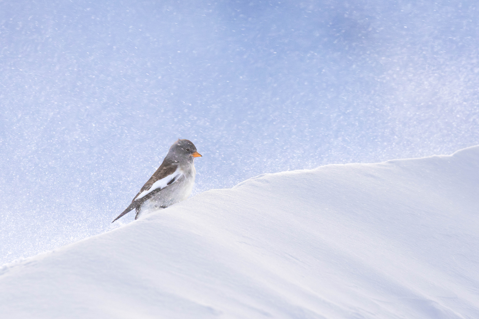 Schneespatz, Januar 2024