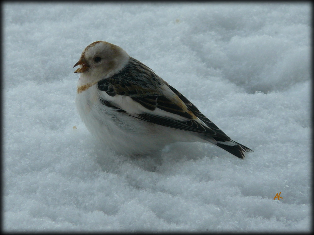 Schneespatz oder auch snøspurv