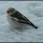 Schneespatz oder auch snøspurv