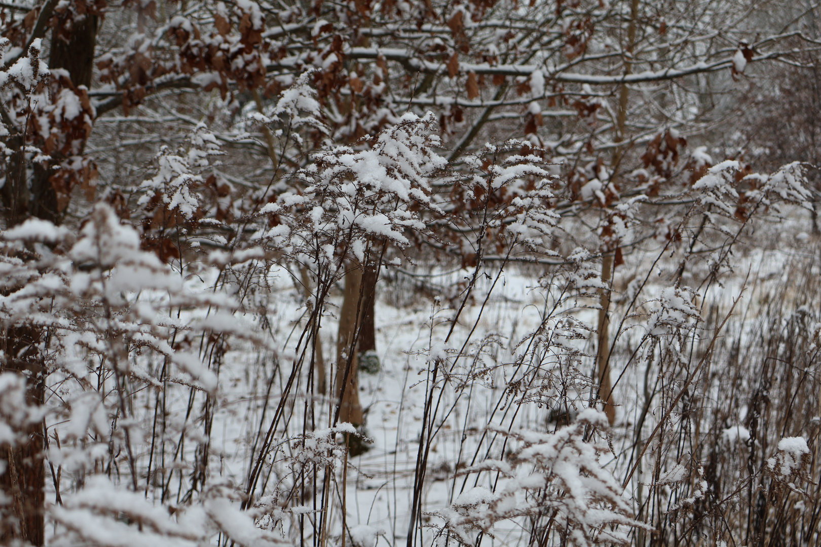 Schneespaziergang [3]