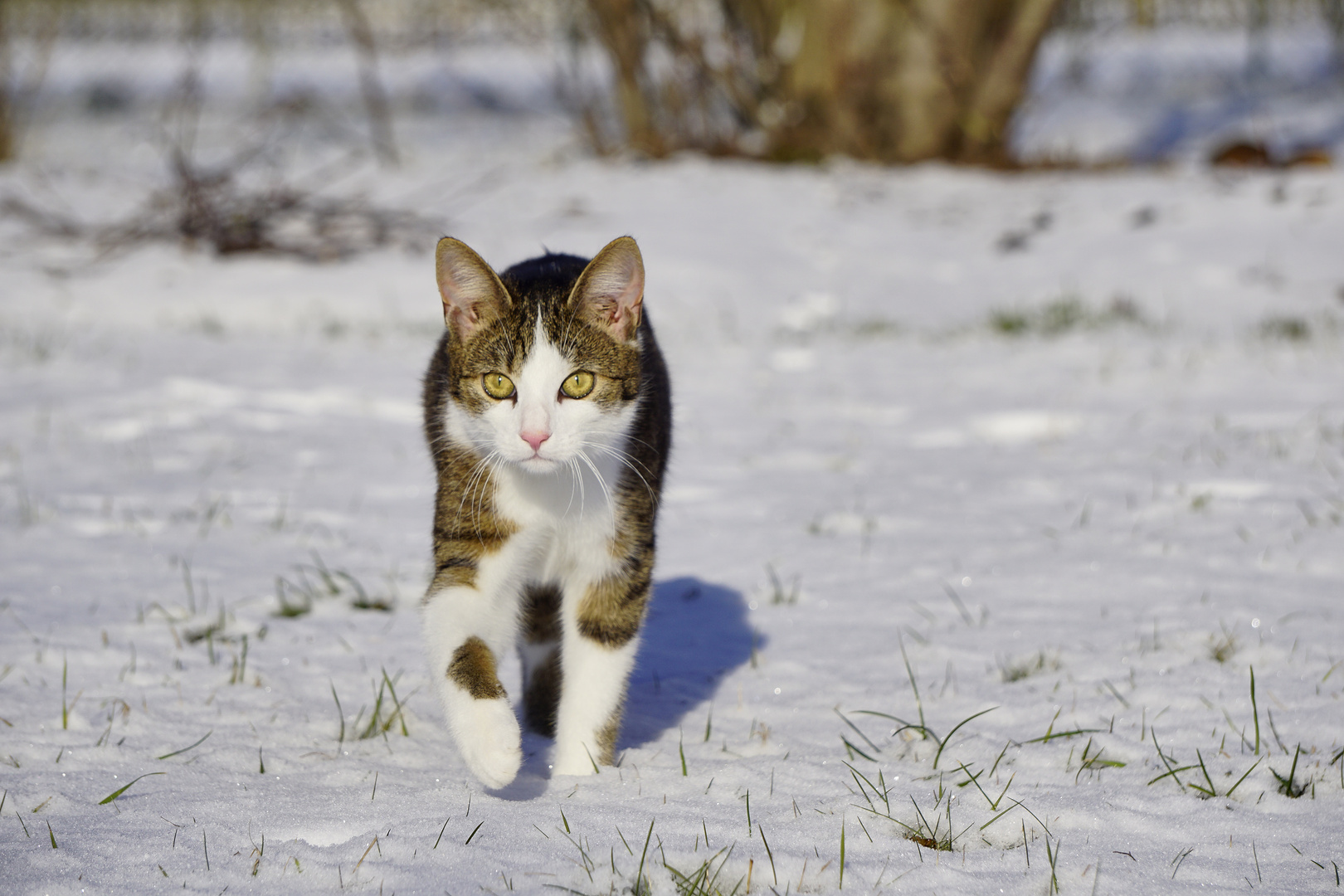 Schneespaziergang