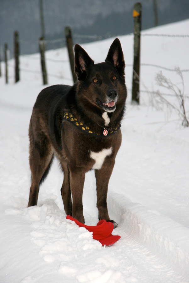 Schneespaziergang