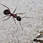 Schneespaziergang einer Ameise! - Même les fourmis semblent aimer une promenade dans la neige...