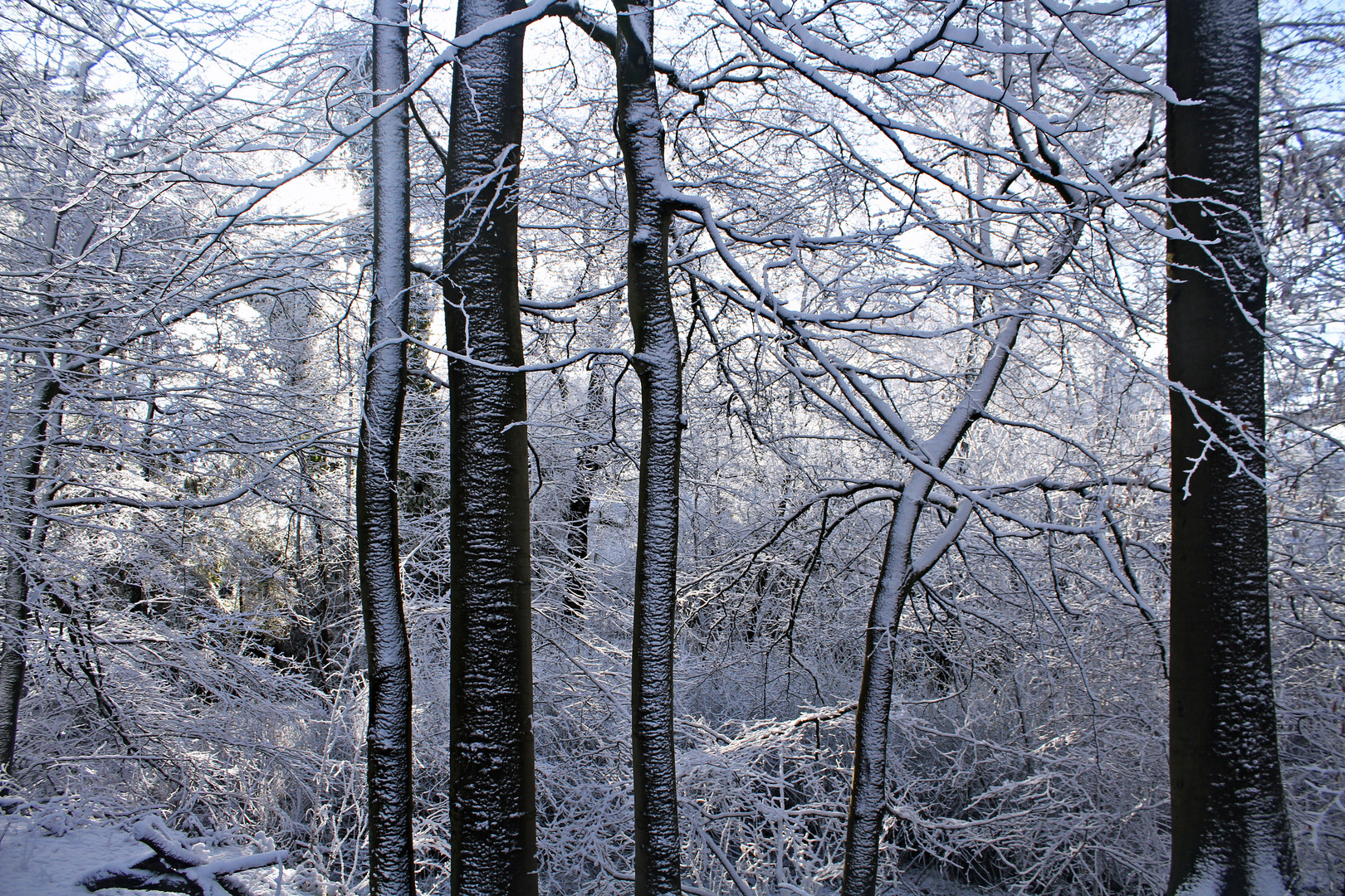 Schneespaziergang