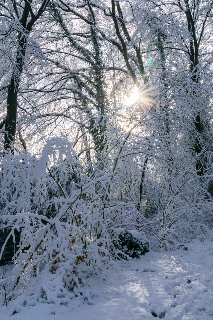 Schneespaziergang in der Eifel mit Gegenlicht