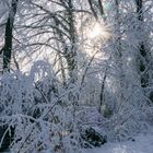 Schneespaziergang in der Eifel mit Gegenlicht