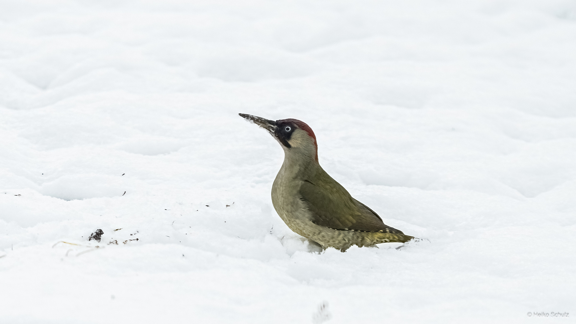 Schneespecht