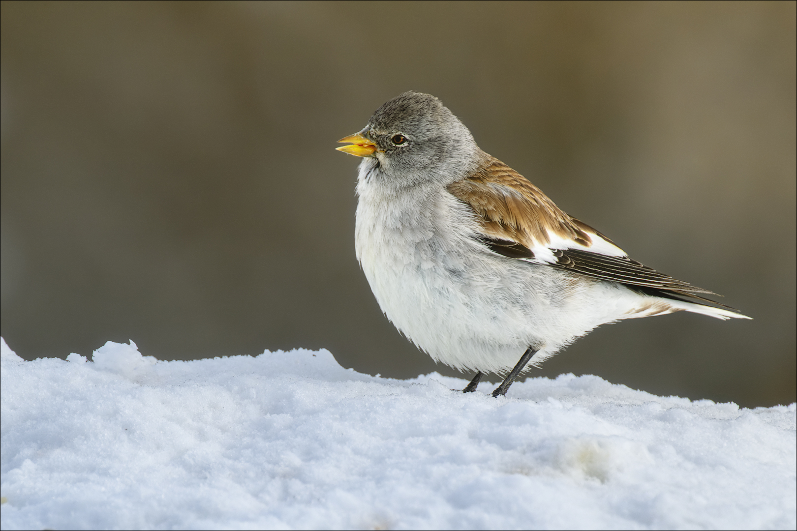 Schneesperling