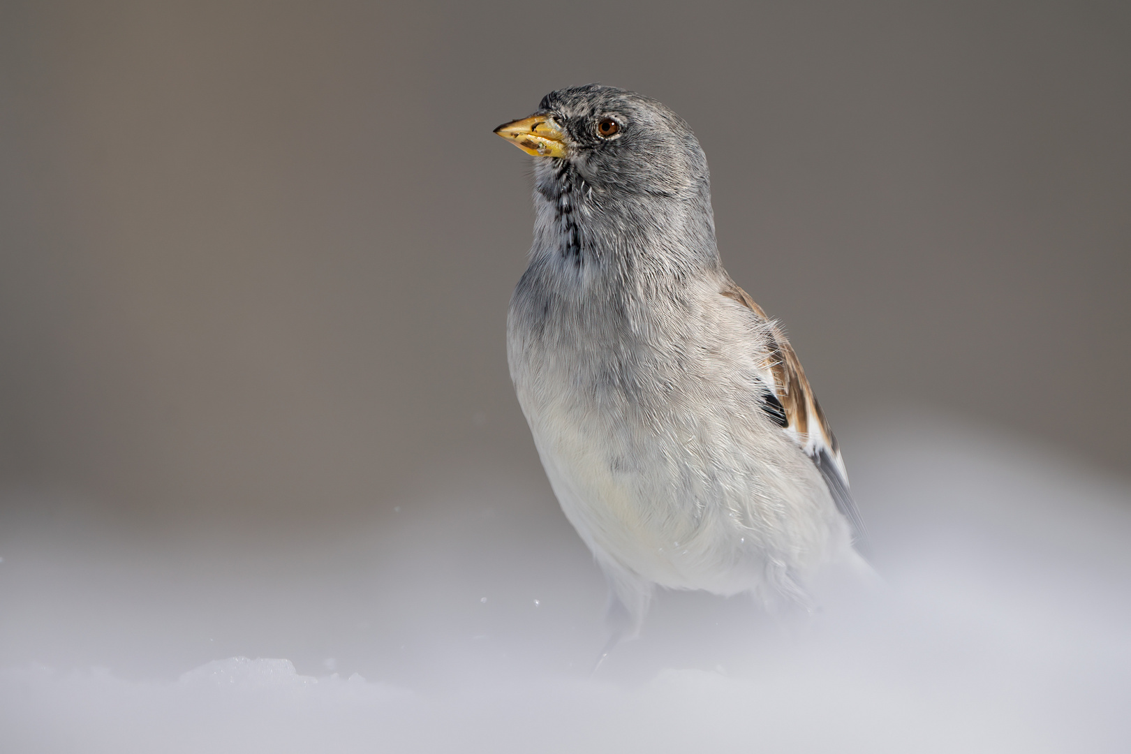 Schneesperling