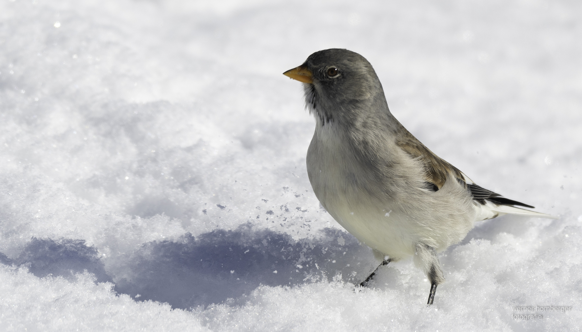 Schneesperling